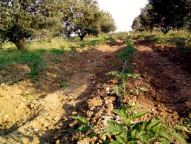 Le jardin d'Odile